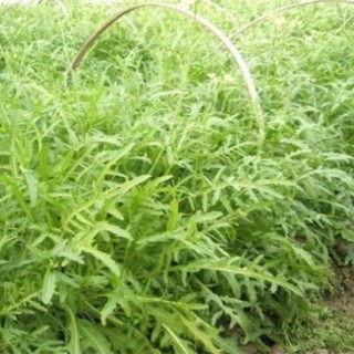 芝麻菜的种植方法,第2图