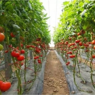 番茄滴灌施肥技术,第4图