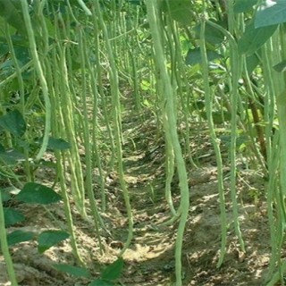 豇豆的高产施肥方法,第1图