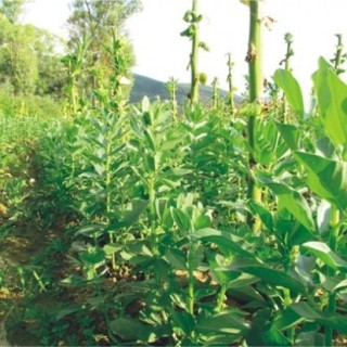 蚕豆种植如何增产,第3图