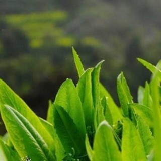 大棚莴笋种植技术,第5图