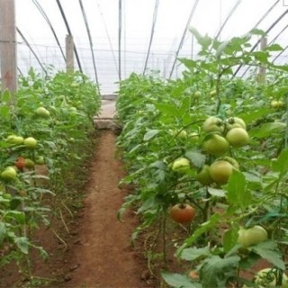 大棚番茄怎么种？大棚番茄种植技术,第1图