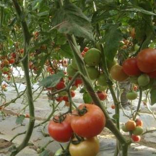 番茄的种植时间(2),第1图