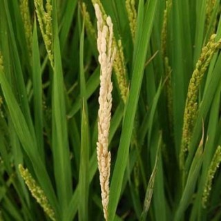 水稻常见病害防治,第1图