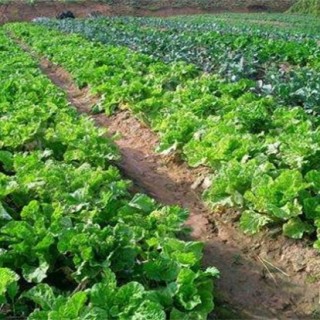 有机蔬菜的种植技术,第1图