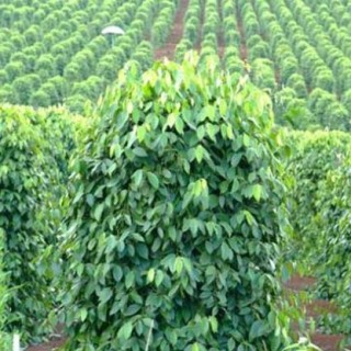 胡椒的种植技术,第2图