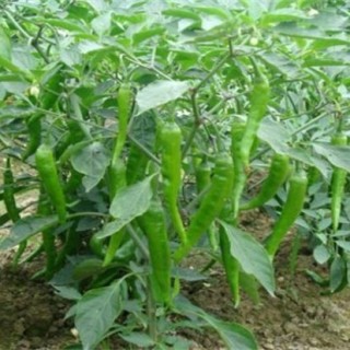 辣椒的种植方法和时间,第2图