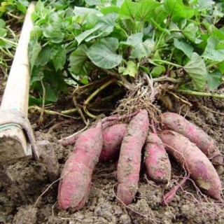 红薯高效种植技术,第7图