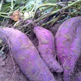 紫薯种植技术,第1图