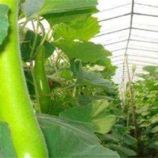 蒲瓜的种植技术,第2图