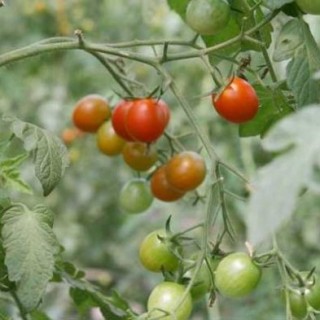 樱桃小番茄种植技术,第2图