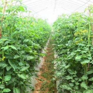 有机蔬菜种植技术,第3图