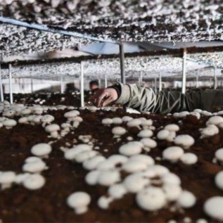 双孢菇的种植技术,第5图