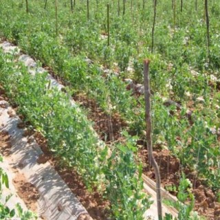 豌豆的种植技术,第7图