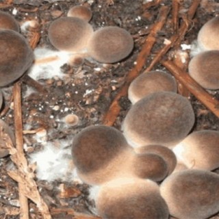 草菇的繁殖方法,第5图