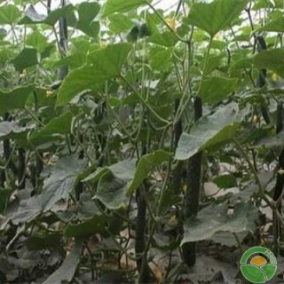 农户种植黄瓜出现“黄瓜烂龙头”的原因及防治方案,第1图