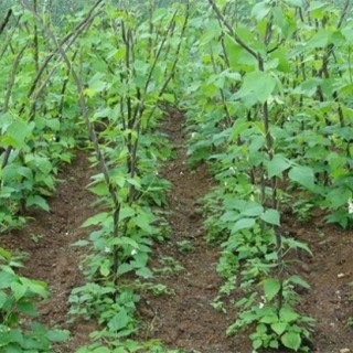 芸豆怎么种才能高产,第2图