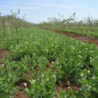 豌豆的种植技术,第6图