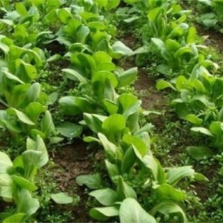 早春白菜种植常见问题,第3图