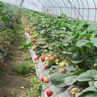 草莓种植的注意事项,第3图