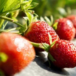 草莓什么时候种植？,第2图