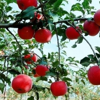 苹果树的繁殖方式,第4图