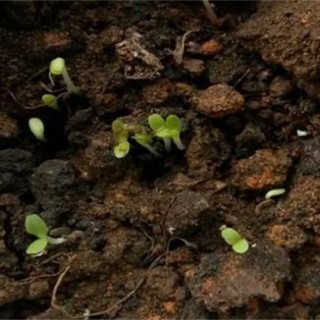 生菜怎么种植容易发芽？生菜浸种催芽技术,第1图