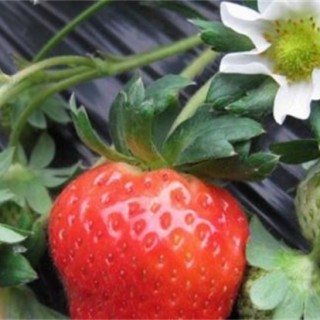 牛奶草莓的种植技术,第6图