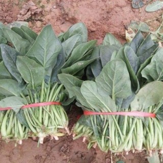 越冬菠菜种植技术,第4图
