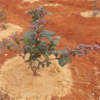 蓝莓土壤调酸技术,第2图