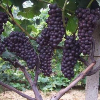 夏黑葡萄种植技术(2),第2图