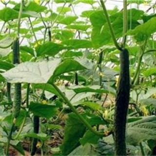 黄瓜种植技术,第3图