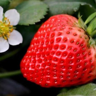 四季草莓种植技术,第3图