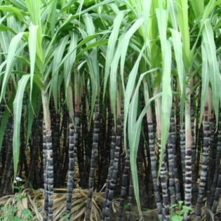 甘蔗的种植时间,第3图