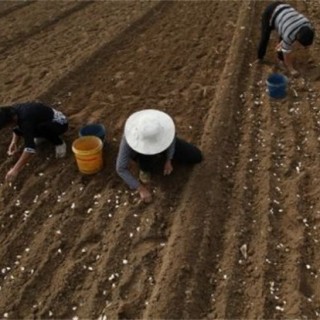 大蒜种植蒜种选择及处理方法,第3图