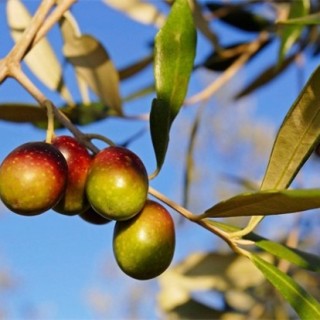 橄榄的种植方法,第4图