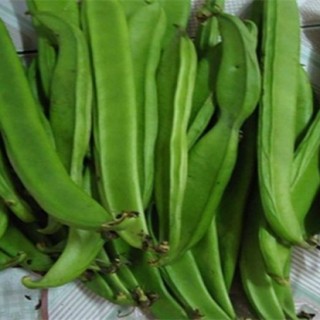 刀豆的高产种植技术,第1图