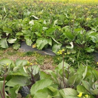 红菜苔高产种植技巧,第1图