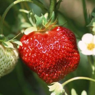 草莓种苗培育技术,第4图