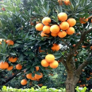 橙子的种植方法与时间,第5图