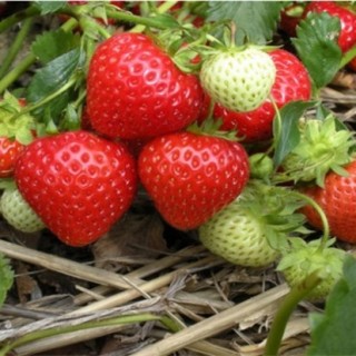 草莓对环境条件的要求,第5图