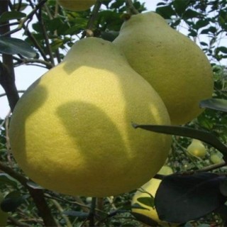 沙田柚的种植条件,第1图