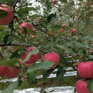 苹果种植环境要求,第3图