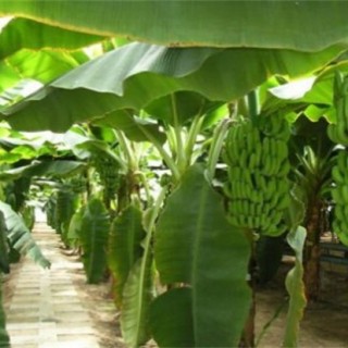 香蕉高产种植技术,第2图