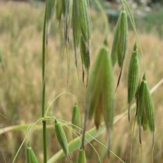 燕麦的种植时间,第4图