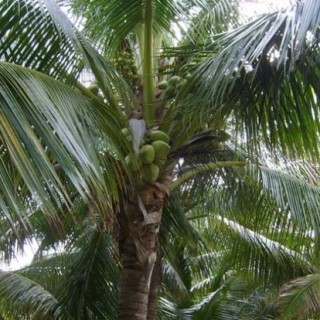 椰子树种植技术,第3图