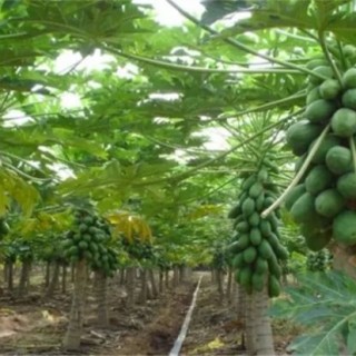 番木瓜的种植方法,第3图