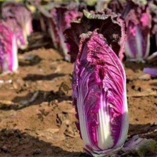 紫白菜种植时间和方法,第1图