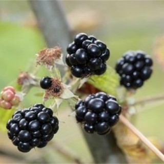 黑莓的栽培技术,第2图