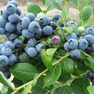 蓝莓种植条件,第5图
